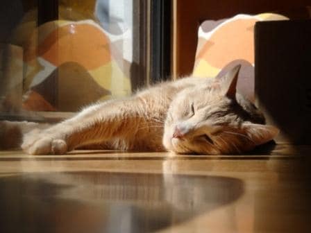 糖尿病猫，睡觉猫，阳光猫。猫注射胰岛素，猫治愈糖尿病，橙猫