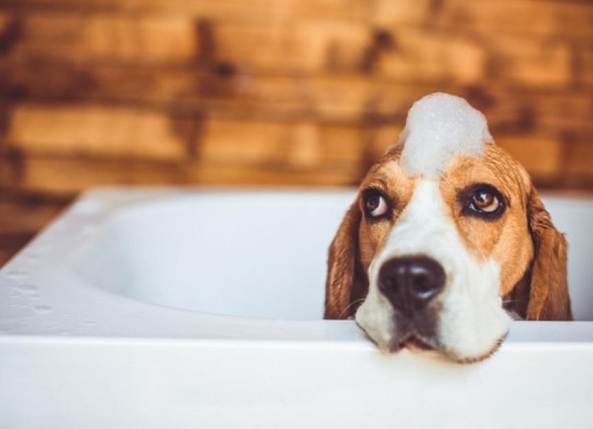 你需要药用狗狗洗发水吗?