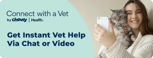 Connect with a vet