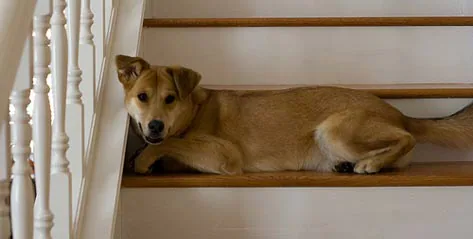 在楼梯上的狗