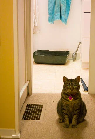 卫生间内猫砂盒前，不适当排尿，fic，猫尿感染，猫尿细菌感染，猫膀胱结石