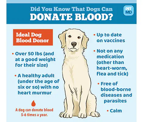 狗献血者