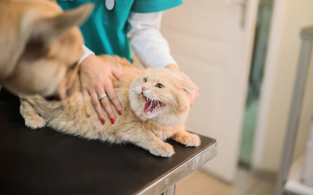 angry-cat-at-vet