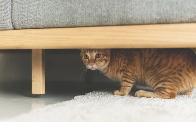 生病的猫躲在沙发下