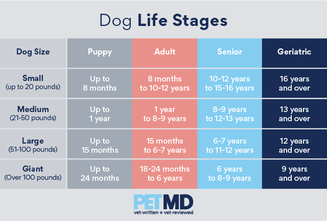 狗的生活阶段图