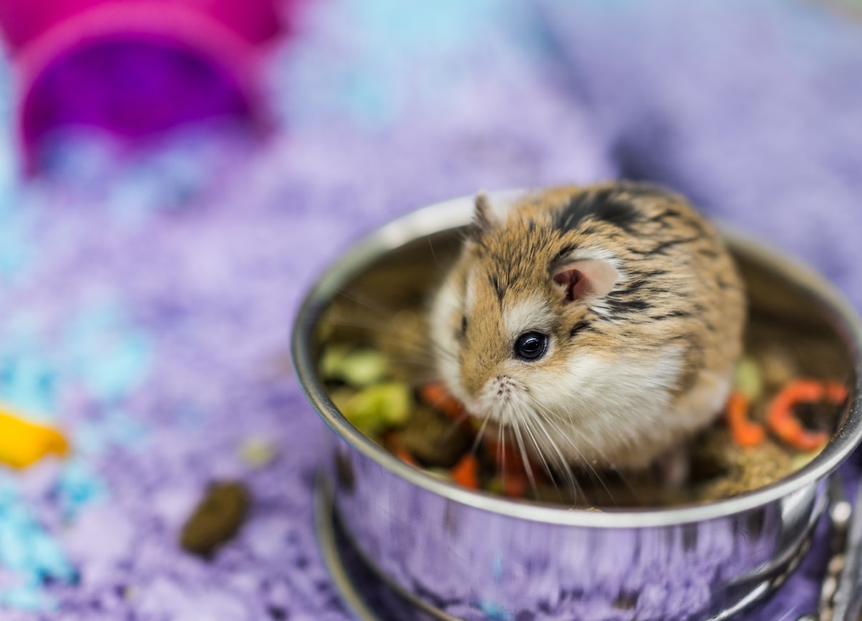 机器人侏儒仓鼠吃咀嚼食物从碗在笼子库存照片