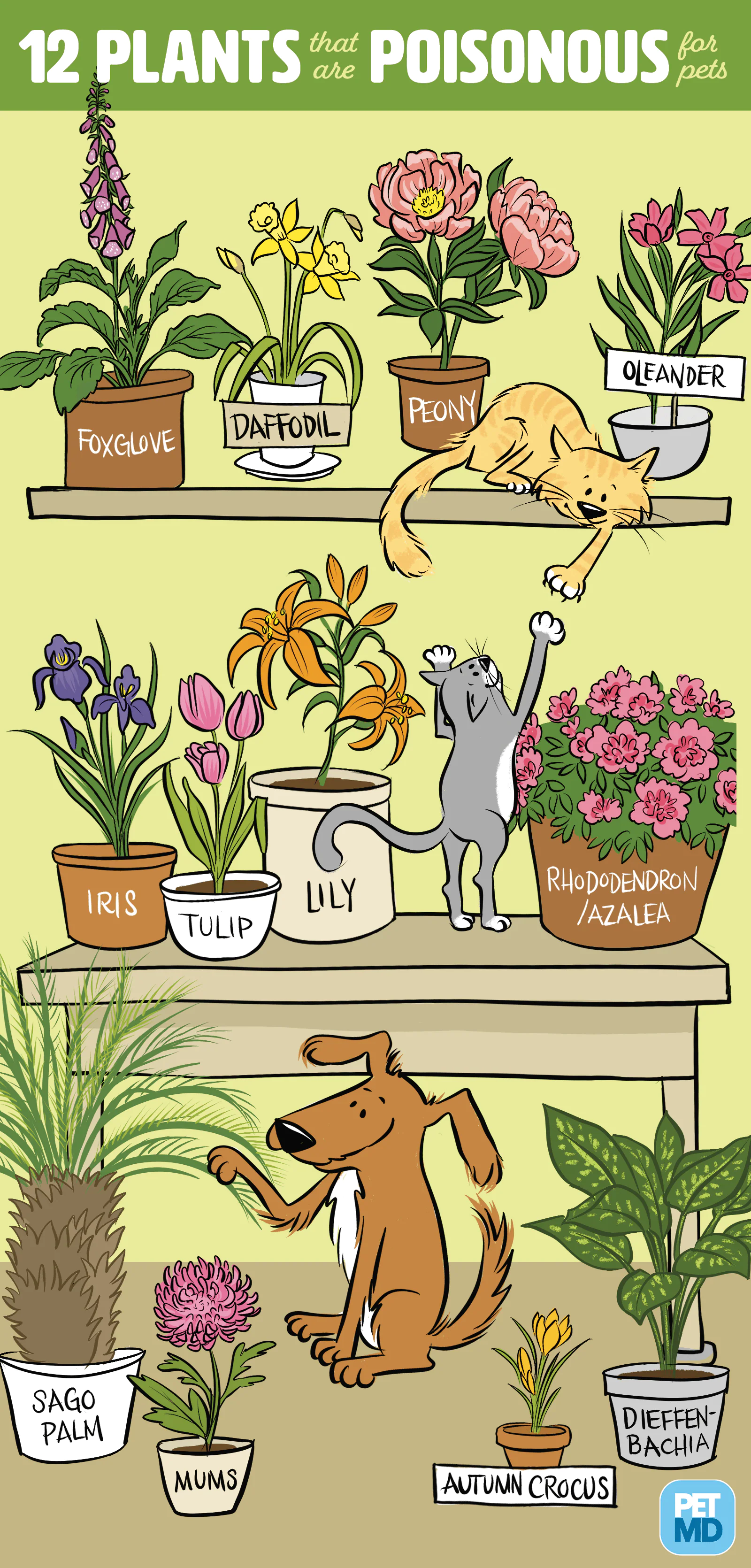 狗和猫的12个有毒植物