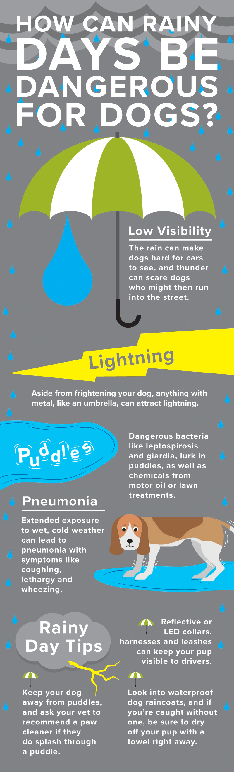 下雨天宠物的安全风险包括钩端螺旋体病、贾第鞭毛虫病、能见度低和肺炎。