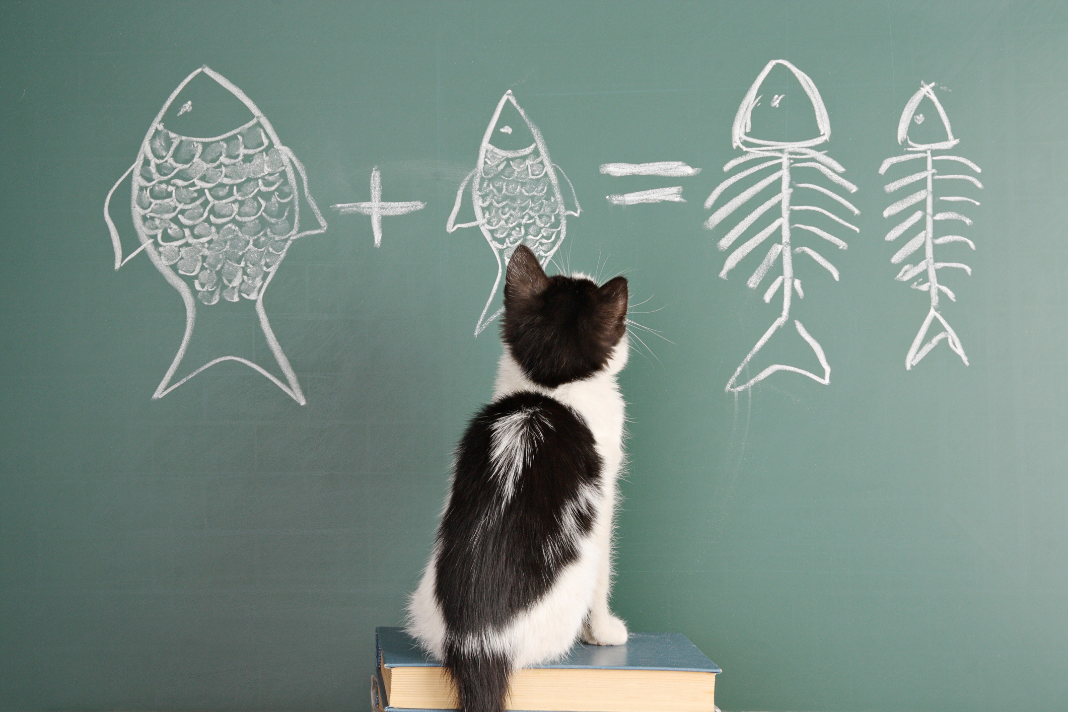 聪明的猫，数数的猫，聪明的猫