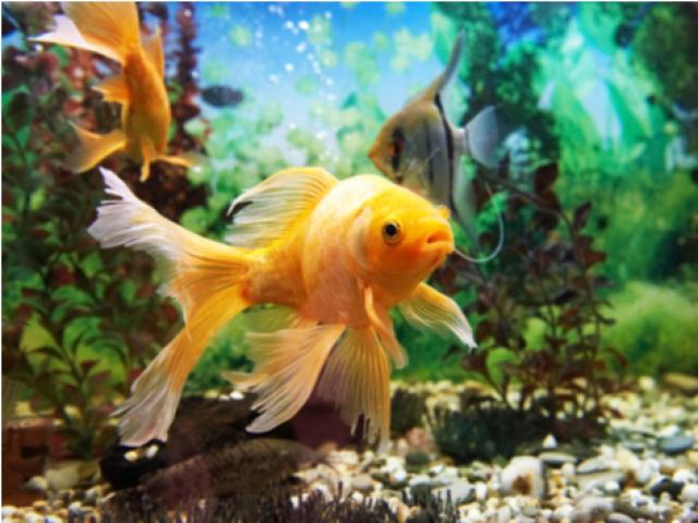 Swim Bladder: Would Being Stabbed be Beneficial to a Fish? – SQ Online