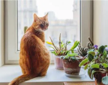哪种鲜花和植物对猫是安全的？