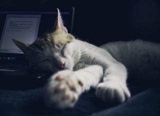 如何让你的猫在晚上睡觉
