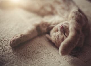 20种猫咪睡姿及其含义