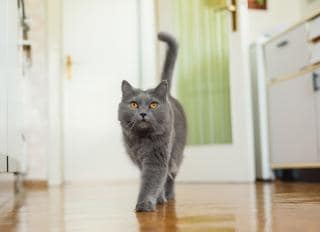 室内猫长跳蚤的5种方式